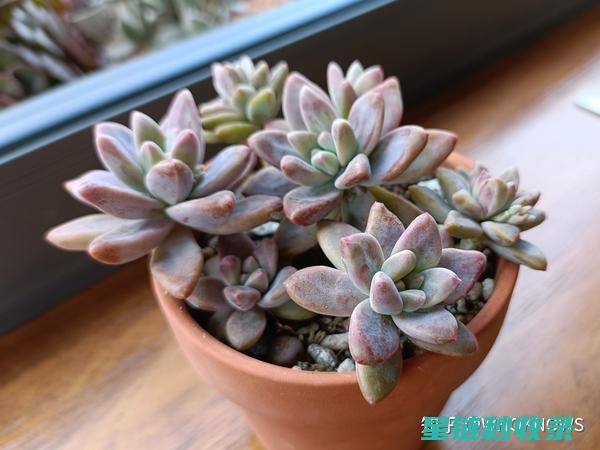 多肉植物养护：土壤配方与选择 (魔法师多肉植物养护)