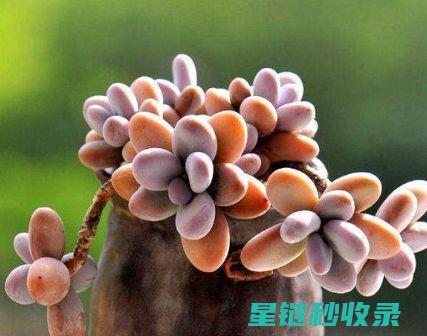 多肉植物养护：如何判断是否需要换盆 (多肉植物养护方法)
