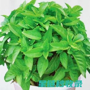 驱蚊草与其他驱蚊植物的比较分析 (驱蚊草与其他草的区别)