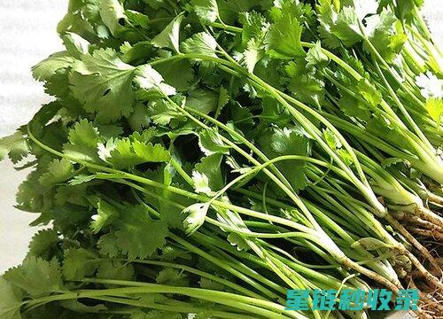 香菜怎么保存？这个方法真的绝了！ (香菜怎么保存时间长还新鲜)